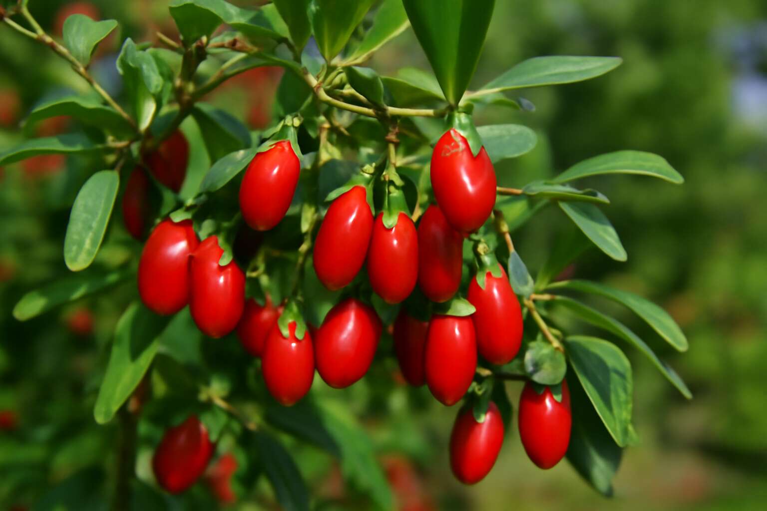 will goji berries grow in north carolina